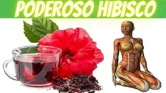 Imagem extra do hibisco